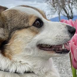 Lottie - Pembroke Welsh Corgi
