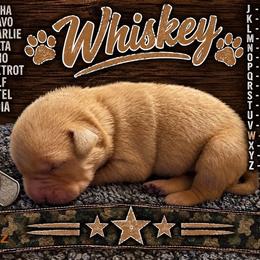 Whiskey - Yellow male Labrador Retriever puppy in Hartly, Delaware from Triple Threat Labradors