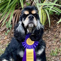 Cocker Spaniels and English Cocker Spaniels from Jesselle Cocker Spaniels