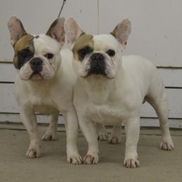 American Bulldogs and French Bulldogs from EliAna Kennels