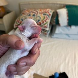 Boy 2 - Chihuahua puppy from Four-Zero Six Chihuahua’s