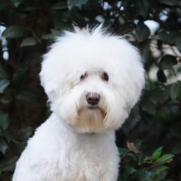 Piper - Australian Labradoodle