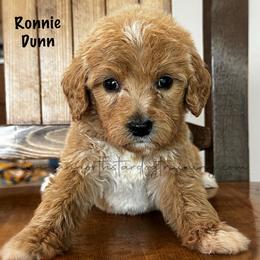 Ronnie Dunn - Apricot male Goldendoodle puppy in Lancaster, Minnesota from North Star Dog Training
