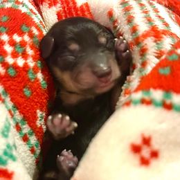 Prancer - Black and cream male Dachshund puppy in Biloxi, Mississippi from Southern Doxies Ms