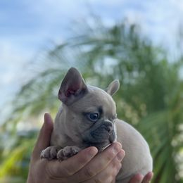French Bulldog Puppies from Love & Frenchies