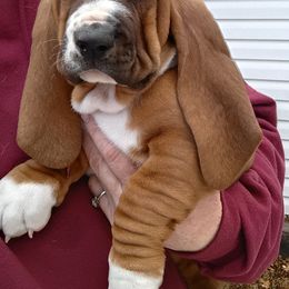 Maggie - Black white and brown female Basset Hound puppy in Imler, Pennsylvania from Happy Hounds