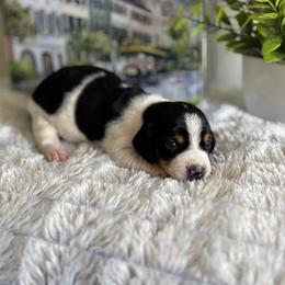 AKC Black Tan Piebald - Black and tan female Dachshund puppy in Ladson, South Carolina from Funk's Four-Legged Friends