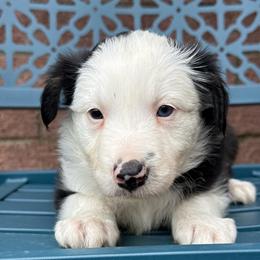 Sua - Black and white female Border Collie puppy in Mckinney, Texas from Border Collies of Ruidoso