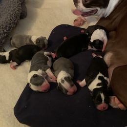 Boston Terrier puppies from Almost Heaven Boston Terriers