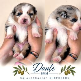 Dante - Blue merle male Australian Shepherd puppy in Gowen, Michigan from XA AUSTRALIAN SHEPHERDS