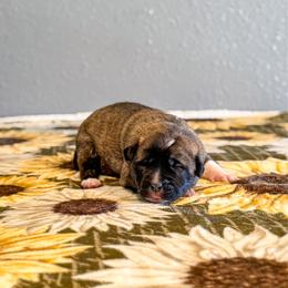 Purple collar - Brindle female Anatolian Shepherd Dog puppy in Spokane, Washington from 4D Cattle Dogs