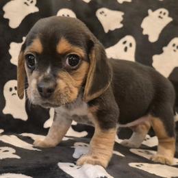 Loretta - Black tan and white female Beagle puppy in Salina, Kansas from Peace Love frenchies