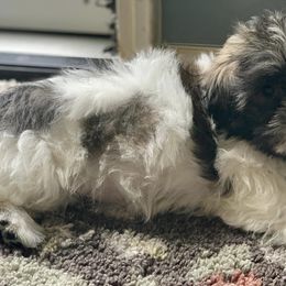 Shih Tzus from Dutch’s AKC Shih Tzus