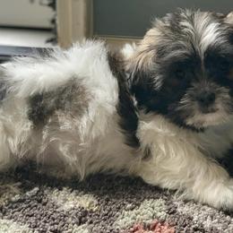 Shih Tzus from Dutch’s AKC Shih Tzus