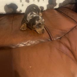 Dachshund Puppies from Capital City Dachshunds