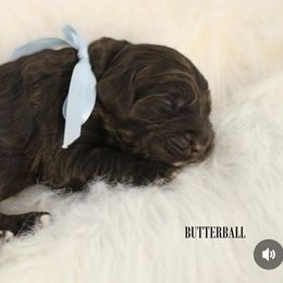 Butterball - Chocolate male Australian Labradoodle puppy in Winter Haven, Florida from Southern Cove Labradoodles