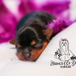 Yorkshire Terrier Puppies from Essence of Grace Yorkies