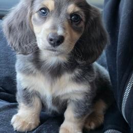 River, Blue baby boy 4000 - Gray (blue) and cream male Dachshund puppy in Lexington, Oklahoma from Long Doggy Acres Miniature Dachshunds