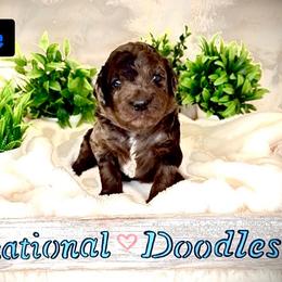 Mr Blue - Merle male Goldendoodle puppy in San Diego, California from Sensational Doodles