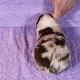 Australian Shepherd Puppies from Starlit Grove Australian Shepherds