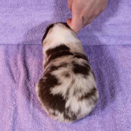 Australian Shepherd Puppies from Starlit Grove Australian Shepherds