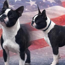 Boston Terriers from 8 Bar M Ranch LLC.