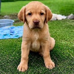 Glory - Fox red female Dilute Retriever puppy in Baldwin City, Kansas from Hedge Lane Labradors