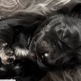 Girl 4 - Black Miniature Schnauzer puppy in Hull, Georgia from Ardent Miniature Schnauzers of Athens