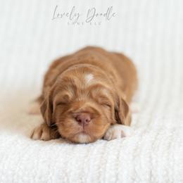 Grey Collar Boy - Caramel red male Australian Labradoodle puppy in Thousand Oaks, California from Lovely Doodle Lane