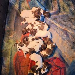 Boy 3 - White and liver male German Shorthaired Pointer puppy in Lindsay, California from Dori's Danes