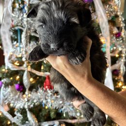 Girl 2 Teal - Brindle female Bouvier des Flandres puppy in Ashtabula, Ohio from Beulah Bouviers and Havanese