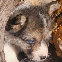 Gray Paw Bandana boy - Black and tan male Pembroke Welsh Corgi puppy in Cherokee, Oklahoma from MCS Farms-OK
