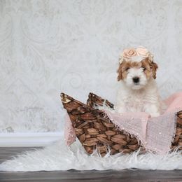 Goldendoodle Puppies from Serene Canyon Doodles