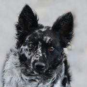 Beryl - Mudi