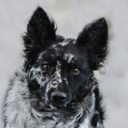 Beryl - Mudi