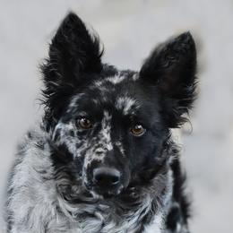 Beryl - Mudi