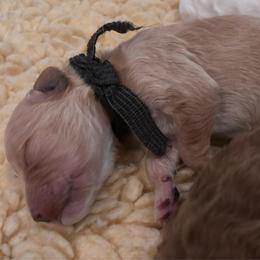 Black - Apricot female Goldendoodle puppy in Guntersville, Alabama from Carefree Goldendoodles