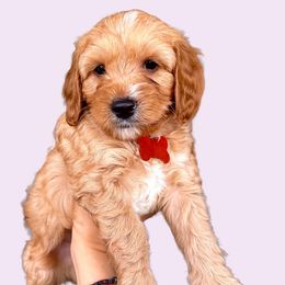 Cairo - Red Cavapoo puppy in Miami, Florida from 305.doods