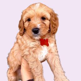 Cairo - Red Cavapoo puppy in Miami, Florida from 305.doods