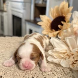 Dolly - Blenheim female Cavalier King Charles Spaniel puppy in Hemphill, Texas from Toledo Bend Cavaliers