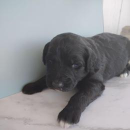 Ash - Black and white male Aussiedoodle puppy in Apache Junction, Arizona from Loving Doodle