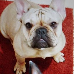 French Bulldogs from Shanda Parish's French Bulldogs