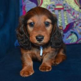 Blue - Red male Dachshund puppy in Georgetown, Texas from TopShelf Dachshunds
