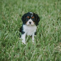 Mr. Blue - Tri-color male Cavalier King Charles Spaniel puppy in Port Richey, Florida from Sunshine State Cavaliers