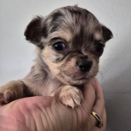 Aegon - Merle male Chihuahua puppy in Silver Summit, Utah from Snow Peak Kennel