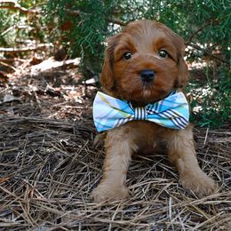 Fripp - Caramel red male Australian Labradoodle puppy in Matthews, North Carolina from Weddington Labradoodles