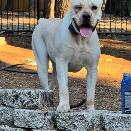 Zara - Cane Corso