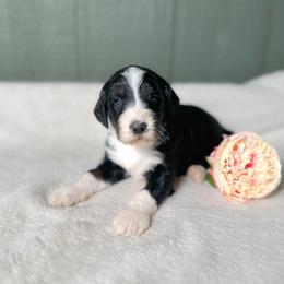 Juliet - Tri-color female Bernedoodle puppy in Osage City, Kansas from Golden Ridge Goldens