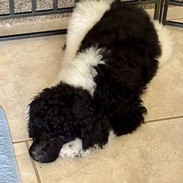 Finn - Parti male Poodle puppy in Lynn Haven, Florida from Standard Poodles
