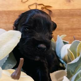 Black - Black male Miniature Schnauzer puppy in Malvern, Arkansas from Deep South Miniature Schnauzers